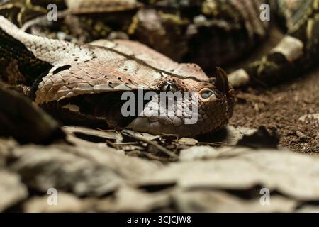 Nahaufnahme einer gut getarnten Viper, die sich mit dem Waldboden verschmilzt und die komplizierten Skalenmuster und die verborgene Natur hervorhebt, was beispielhaft ist Stockfoto
