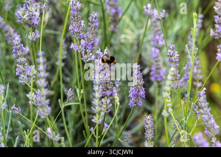 Eine Hummel ruht zart auf einer Lavendelblüte in voller Blüte, umgeben von einem üppigen Garten mit violetten Blumen. Diese lebhafte Szene fängt das essen ein Stockfoto