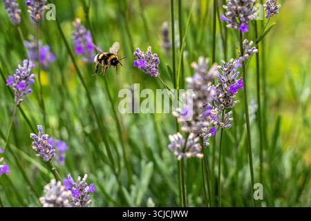 Eine Hummel schwebt in der Nähe leuchtender lila Lavendelblüten und fängt das Wesen des Sommers ein. Das Bild unterstreicht die Schönheit der Natur und die Bedeutung Stockfoto