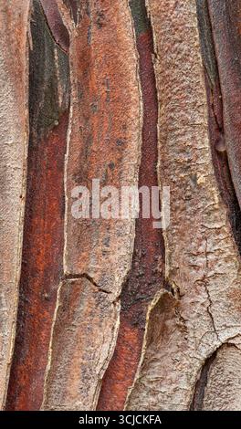Detaillierte Ansicht der Rinde einer Himalaya-Zypresse (Cupressus torulosa) mit komplexen Texturen und Mustern in Braun- und Grautönen. Kno Stockfoto