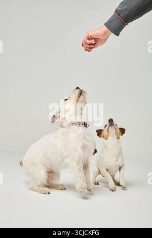 Zugeschnittenes, nicht erkennbares Bild von zwei aufmerksamen Hunden, einer von ihnen ein Jack Russell Terrier, der auf eine Hand blickt, die in einem hellen stu eine Leckerei anbietet Stockfoto