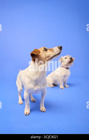 Zwei niedliche Hunde sind in einer Atelierumgebung vor blauem Hintergrund. Sie schauen aufmerksam und zeigen ihre verspielte und neugierige Natur Stockfoto