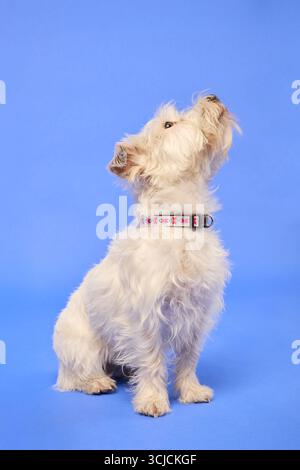 Ein charmanter weißer Hund sitzt aufmerksam in einem Studio-Setting vor einem leuchtend blauen Hintergrund. Das Haustier trägt einen farbenfrohen Kragen, der ein entzückendes zeigt Stockfoto