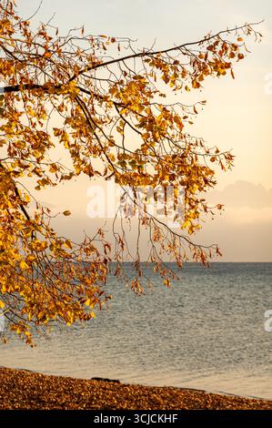 Goldene Herbstblätter hängen über dem ruhigen Wasser des Genfer Sees in Leman, Schweiz, und genießen sich während eines Fotos im warmen Glanz der goldenen Stunde Stockfoto