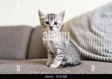 Ein süßes graues Tabby-Kätzchen mit auffälligen blauen Augen sitzt aufmerksam auf einem bequemen Sofa. Die weiche, strukturierte Dämpfung im Hintergrund sorgt für Wärme Stockfoto