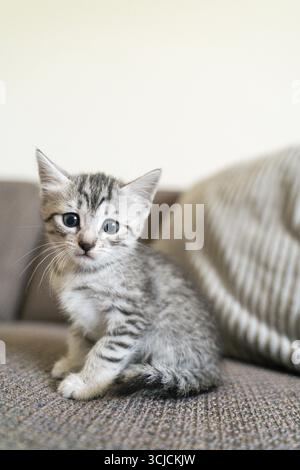 Ein kleines graues Tabby-Kätzchen sitzt auf einem bequemen Sofa und blickt neugierig in die Kamera. Die hellen Augen und die zarten Streifen unterstreichen das verspielte und Stockfoto