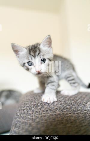 Ein verspieltes graues Tabby-Kätzchen mit auffälligen blauen Augen erkundet die Umgebung. Das Kätzchen steht auf einer strukturierten braunen Oberfläche und strahlt Neugier aus Stockfoto