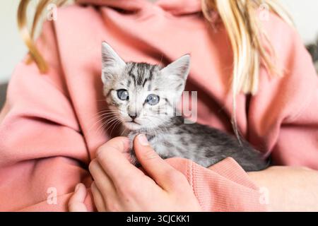 Ein kleines graues Kätzchen mit blauen Augen liegt sanft in den Armen einer Person, eingebettet in einen gemütlichen rosa Hoodie. Die Szene fängt Wärme und Unschuldige ein Stockfoto