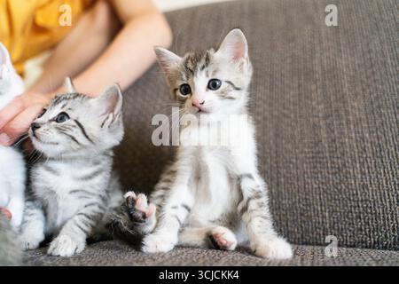 Zwei kleine, grau gestreifte Kätzchen sitzen aufmerksam auf einer weichen Couch und halten die Essenz spielerischer Entdeckungen und Unschuld in einer gemütlichen Wohnumgebung fest Stockfoto