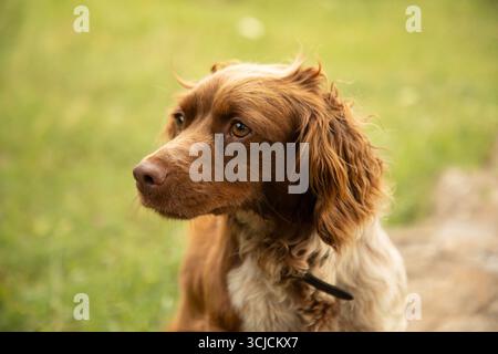 Ein Bretagne Spaniel sitzt friedlich in einem grasbewachsenen Außenbereich, mit fokussierten und ausdrucksstarken Augen. Die sanfte Beleuchtung unterstreicht das einzigartige Fell des Hundes Stockfoto