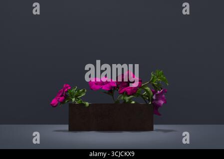 Leuchtend Fuchsia Petunia Surfinia Blumen elegant angeordnet in einer eleganten, modernen Vase. Die lebendigen Blüten unterstreichen die Schönheit dieses beliebten Hybrid flo Stockfoto