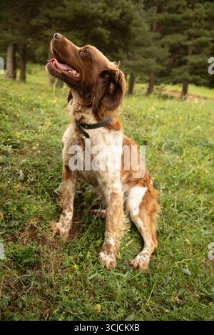 Ein Bretagne Spaniel mit glänzendem Fell sitzt aufmerksam auf grünem Gras in einem ruhigen Wald. Der Hund blickt nach oben und strahlt Energie und Neugier aus Stockfoto