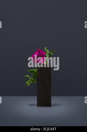 Eine leuchtende, fuchsianische Petunia Surfinia-Blume, elegant in einer modernen dunklen Vase vor grauem Hintergrund. Ideal für Blumenmotive und nat Stockfoto