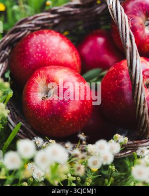 Leuchtend rote Äpfel ruhen in einem rustikalen Webkorb vor einem üppig grünen Hintergrund. Die frischen Produkte verströmen natürliche Schönheit, perfekt für den Herbst Stockfoto