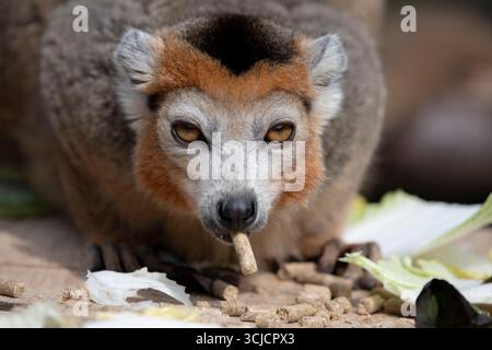 Die gekrönte Lemur (Eulemur coronatus), endemisch in den trockenen Laubwäldern der Nordspitze Madagaskars. Stockfoto