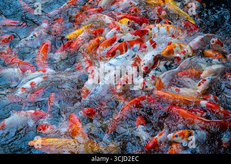 Eine Gruppe von Koi oder jinli oder nishikigoi oder Brokatkarpfen - die farbigen Sorten von Amur Karpfen oder Cyprinus rubrofuscus, die im Freiluft-Koi-Teich gehalten werden Stockfoto