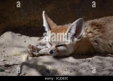 Der Fennec Fox (Vulpes zerda) ist ein kleiner Fuchs, der in den Wüsten Nordafrikas beheimatet ist und von der Westsahara über Mauretanien bis zur Sinai-Halbinsel reicht. Stockfoto