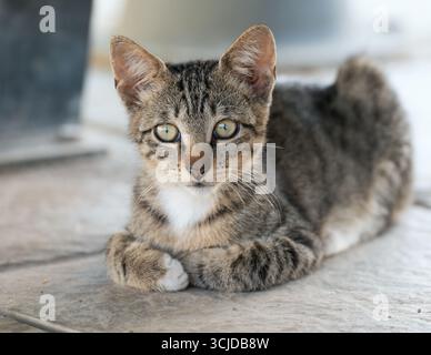 Junge tabby-streunende Katze, die auf einer Steinoberfläche auf Gran Canaria liegt. Die Vorderbeine sind in entspannter Haltung überkreuzt. Stockfoto