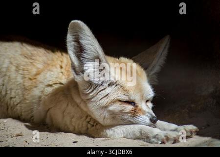 Der Fennec Fox (Vulpes zerda) ist ein kleiner Fuchs, der in den Wüsten Nordafrikas beheimatet ist und von der Westsahara über Mauretanien bis zur Sinai-Halbinsel reicht. Stockfoto