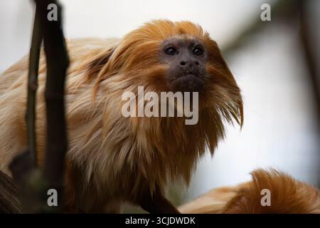 Der Goldene Löwe Tamarin (Leontopithecus rosalia), auch bekannt als Goldenes Marmoset, ist ein kleiner Neuweltaffe der Familie Callitrichidae. Stockfoto