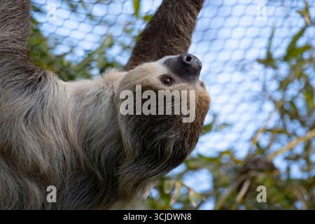 Choloepus didactylus (Choloepus didactylus), auch bekannt als Southern Two-Toed Sloth, Unau oder Linne's Two-Toed Sloth. Stockfoto