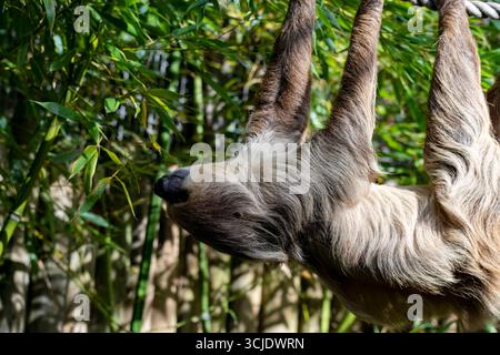 Choloepus didactylus (Choloepus didactylus), auch bekannt als Southern Two-Toed Sloth, Unau oder Linne's Two-Toed Sloth. Stockfoto