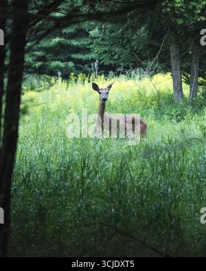 Weißschwanzhirsch im Morgenlicht Stockfoto