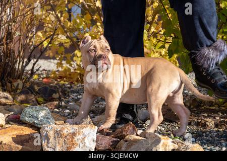 Porträt eines amerikanischen Bully-Welpen, der neben dem Besitzer, Züchter, Betreuer sitzt. Herbstspaziergang mit einem Hund auf der Straße. Hundegehorsamstraining. Stockfoto
