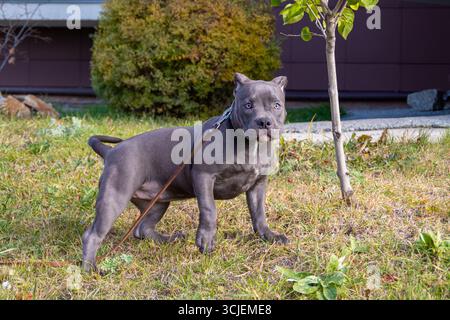 Blauer amerikanischer Tyrannewelpe, der auf Gras mit Leine in der Nähe eines kleinen Baumes steht. Das Konzept der Aktivität und Stärke des Tieres Stockfoto