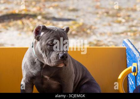 Muskulöser blauer amerikanischer Stier-Welpe mit abgeschnittenen Ohren, der ruhig im Sonnenlicht vor einer hellgelben Bank und herbstlichem Hintergrund sitzt. Stockfoto