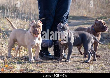 Drei muskulöse amerikanische Bullenhunde, die auf ländlichem Weg um sich herum stehen, natürliches Licht, herbstlicher Hintergrund, Konzept der Gesellschaft Stockfoto