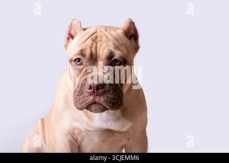 Nahaufnahme eines traurigen, bräunlichen Hundes mit abgeschnittenen Ohren und faltigem Gesicht, aufgenommen im Studio-Stil auf hellem Hintergrund, der Emotionen ausdrückt Stockfoto