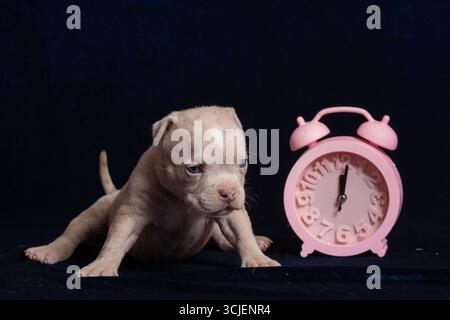 Kleiner brauner Welpe mit blauen Augen, der neben einem rosafarbenen Wecker sitzt, fotografiert auf dunklem Hintergrund, symbolisiert das Konzept der Morgenroutine Stockfoto
