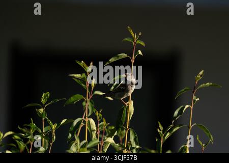 Männlicher Haussperling, der auf einem grünen Zweig sitzt Stockfoto