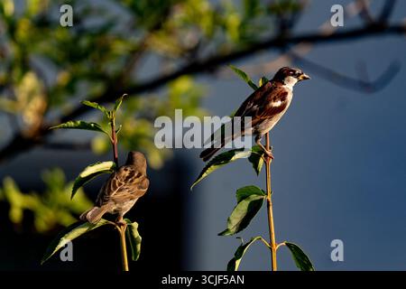 Ein Paar Haussperlinge, die im Sonnenlicht auf Ästen sitzen Stockfoto