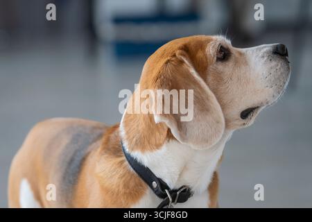 Porträt des Beagle-Hundes im verschwommenen Hintergrund der Wohnung. Nahaufnahme eines dreifarbigen erwachsenen Beagle. Stockfoto