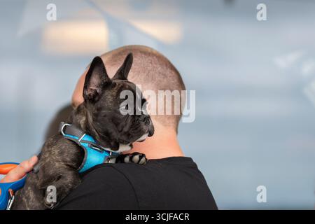 Nahaufnahme, eine französische Bulldogge, die auf der Schulter ihres männlichen Besitzers liegt. Die französische Bulldogge, die von ihrem Besitzer getragen wird, schaut ihm bei einem Spaziergang über die Schulter. Stockfoto