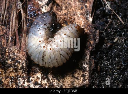 Larve von Rose Chafer oder Green Rose Chafer, Cetonia aurata pisana, Scarabaeidae Stockfoto
