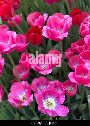Rosafarbene Tulpen blühen inmitten von Grün mit ein paar roten Blüten in lebhaftem Frühlingsgarten. Mobiles Foto Stockfoto