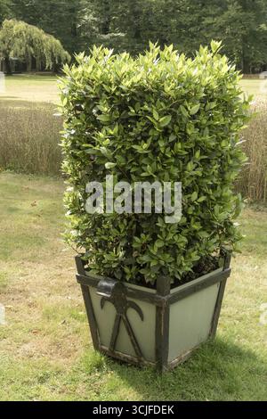 Lorbeertopiar wächst in einem großen, reich verzierten Pflanzgefäß in einem formellen Garten Stockfoto