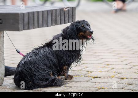 Nasser, langhaariger Dackelhund. Langhaariger Dackel, der nach dem Sprung ins Meer durchfeuchtet ist. Stockfoto