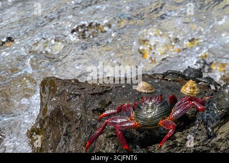 Rote und schwarze Felskrebse laufen auf fließendes Wasser zu Stockfoto