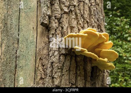 Hellgelbes Huhn aus dem Wald Pilz, laetiporus sulphureus, wächst auf einem Baumstamm in einem Wald Stockfoto