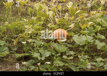 Großer orangefarbener Kürbis, der auf einem Feld wächst, umgeben von grünen Blättern und Reben Stockfoto