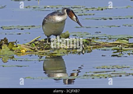 Großaubenvogel mit Spiegelbild auf Nest mit zwei weißen Eiern im Wasser, von vorne rechts, Pfatter, Bayern, Deutschland Stockfoto