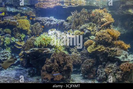 Untergetauchte Korallenrifflandschaft mit vielen bunten Fischen Stockfoto