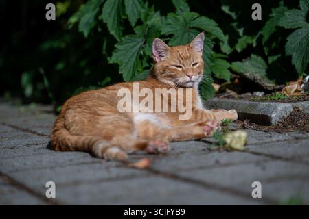 Garfield, eine Ginger-Tabby-Katze, entspannt sich auf einer gepflasterten Oberfläche im flauschigen Sonnenlicht und genießt einen friedlichen Moment der Ruhe und Wärme. Stockfoto