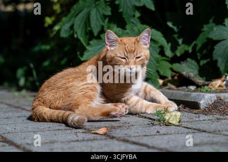 Diese Ingwer Tabby Katze macht ein sonniges Nickerchen auf der Terrasse. Er sieht entspannt und zufrieden aus, nimmt die Wärme auf und genießt die Ruhe. Stockfoto