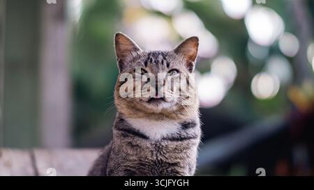 Nahporträt einer Tabbykatze mit verschwommenem natürlichem Hintergrund. Stockfoto