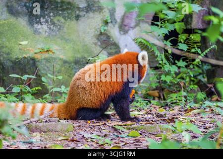 Roter Panda (Ailurus Fulgens) oder kleinere Panda Essen Kürbisse Stockfoto